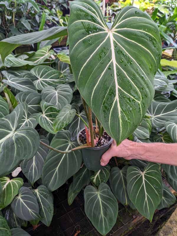 Lg. Gloriosum Dark Form Plant - Image 8