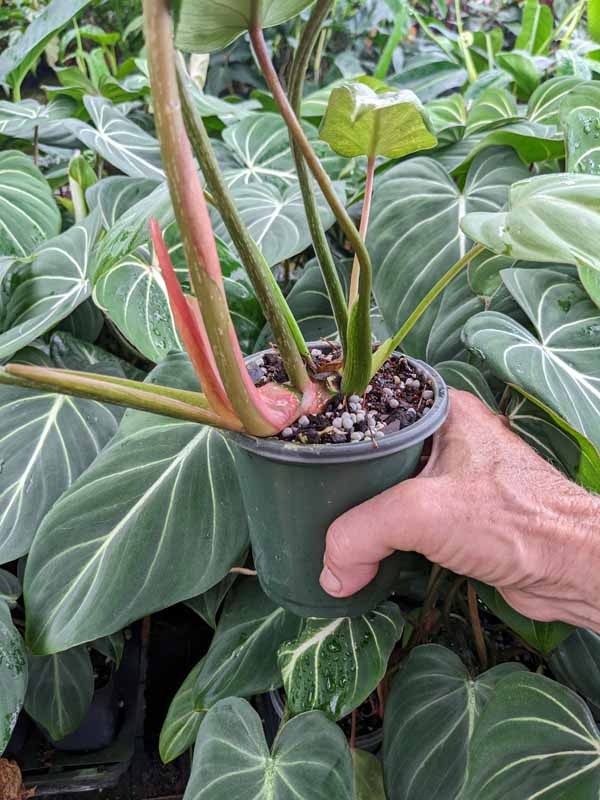 Lg. Gloriosum Dark Form Plant - Image 7