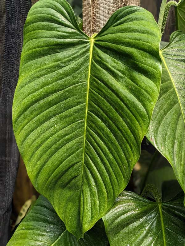 Philodendron Genevievianum Plant