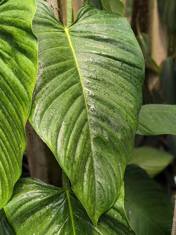 Philodendron Genevievianum Plant - Image 2