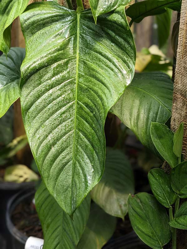 Philodendron Genevievianum Plant - Image 3