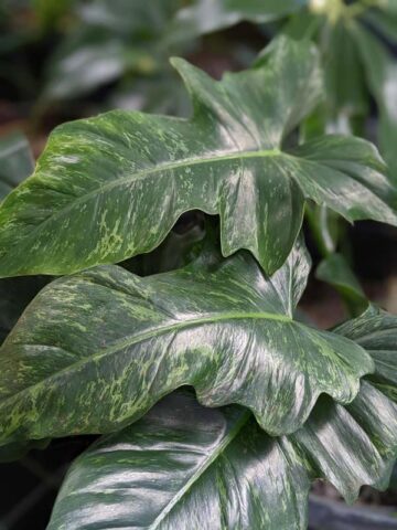 Lg. Philodendron Golden Dragon Plant