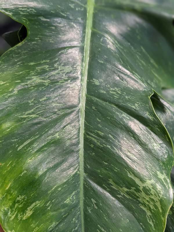 Lg. Philodendron Golden Dragon Plant - Image 2