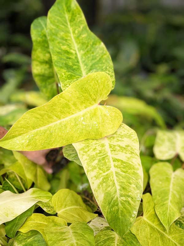 Rare Philodendron Goldiana (Golden Arrow) Plant - Image 2