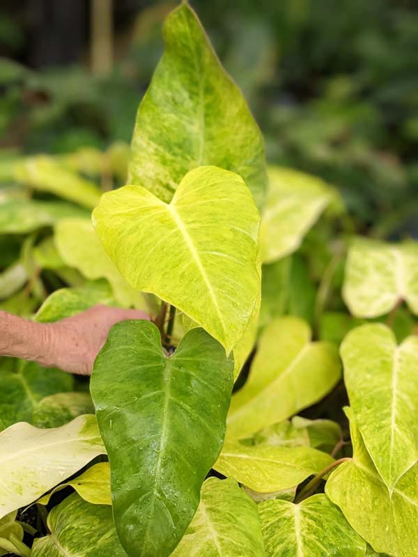Rare Philodendron Goldiana (Golden Arrow) Plant - Image 4