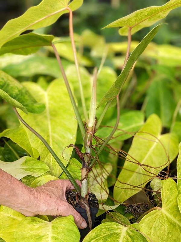 Rare Philodendron Goldiana (Golden Arrow) Plant - Image 5