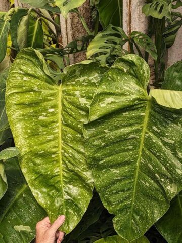 Philodendron Jose Buono Variegata Plant