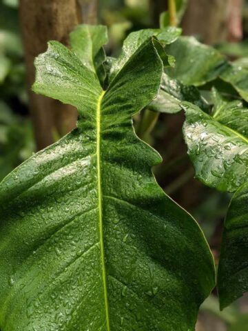 Philodendron Joepii Plant