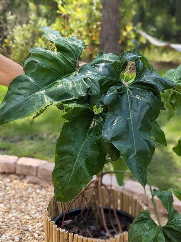 Philodendron Jungle Selloum x Goeldii Stilt Root Plant - Image 3