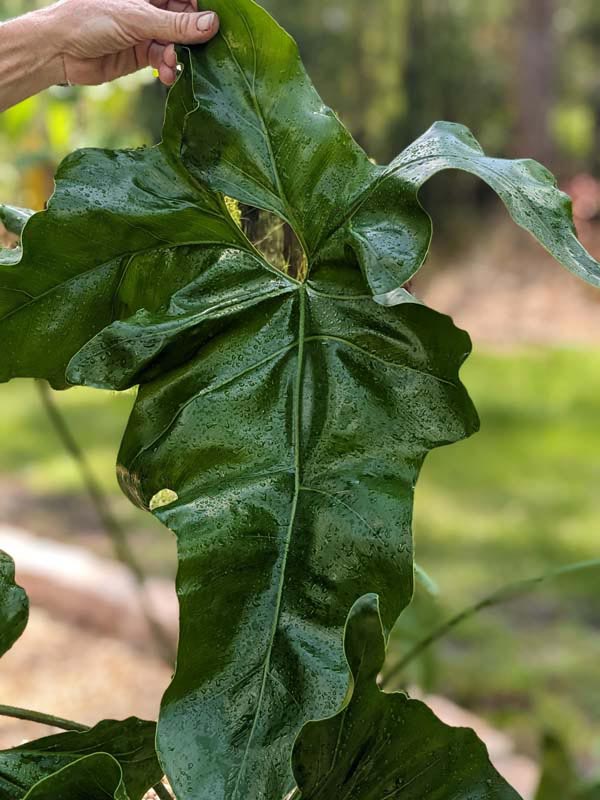 Philodendron Jungle Selloum x Goeldii Stilt Root Plant - Image 8