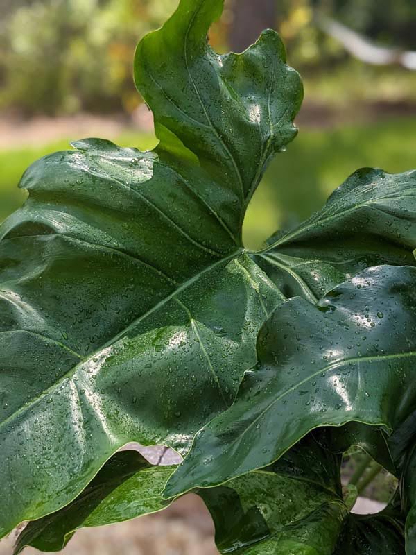 Philodendron Jungle Selloum x Goeldii Stilt Root Plant - Image 7