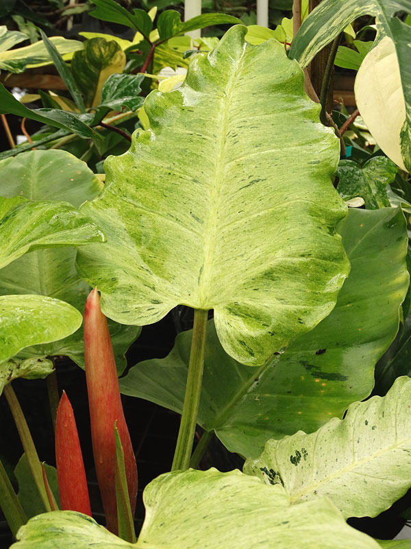 Philodendron Jungle Fever Plant - Image 6