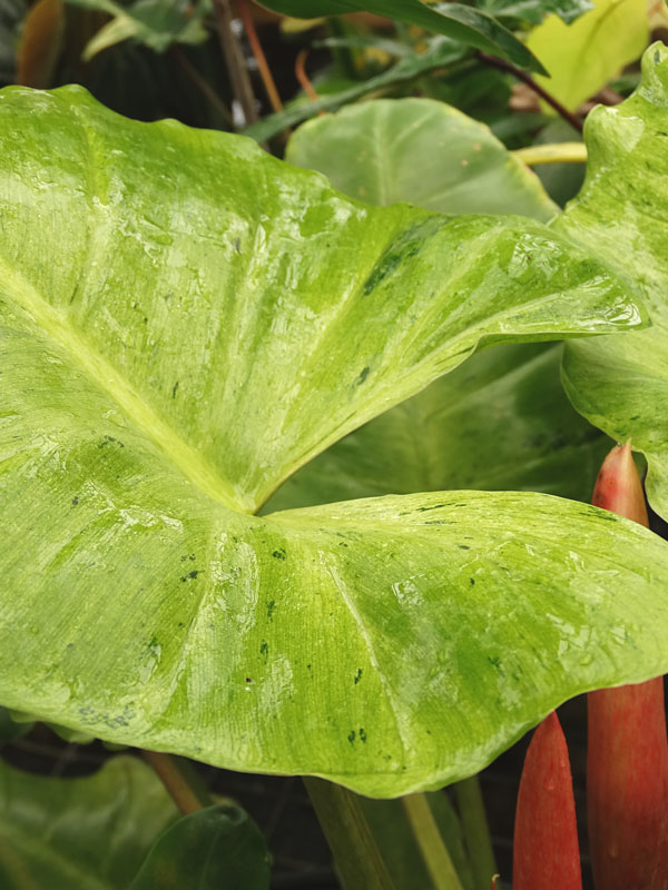 Philodendron Jungle Fever Plant - Image 7
