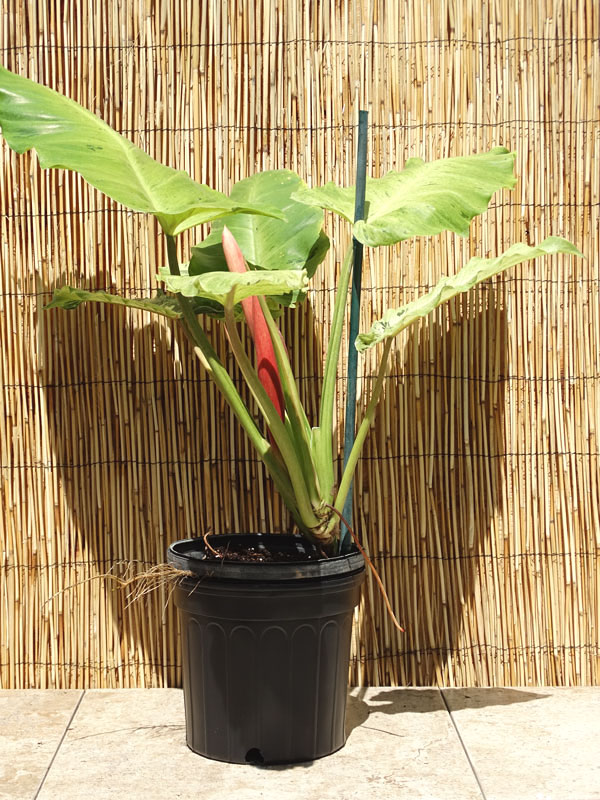 Philodendron Jungle Fever Plant - Image 3