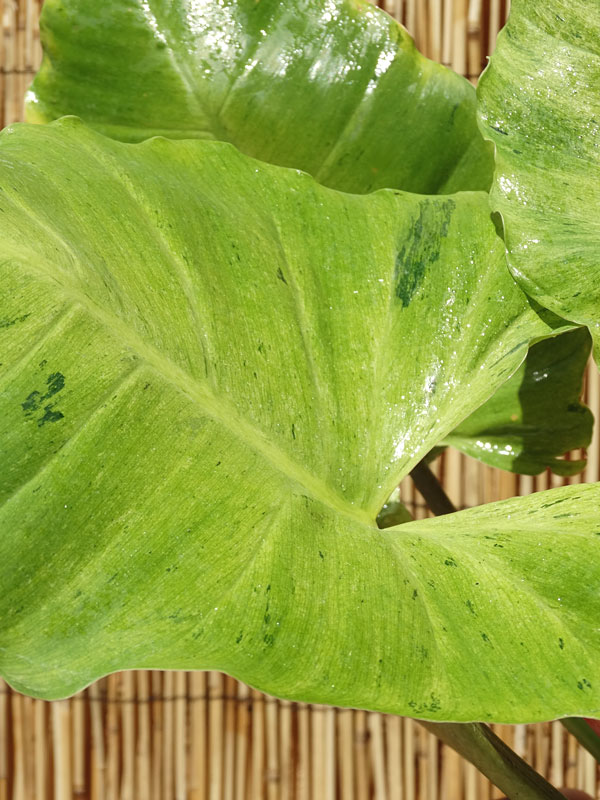 Philodendron Jungle Fever Plant - Image 2