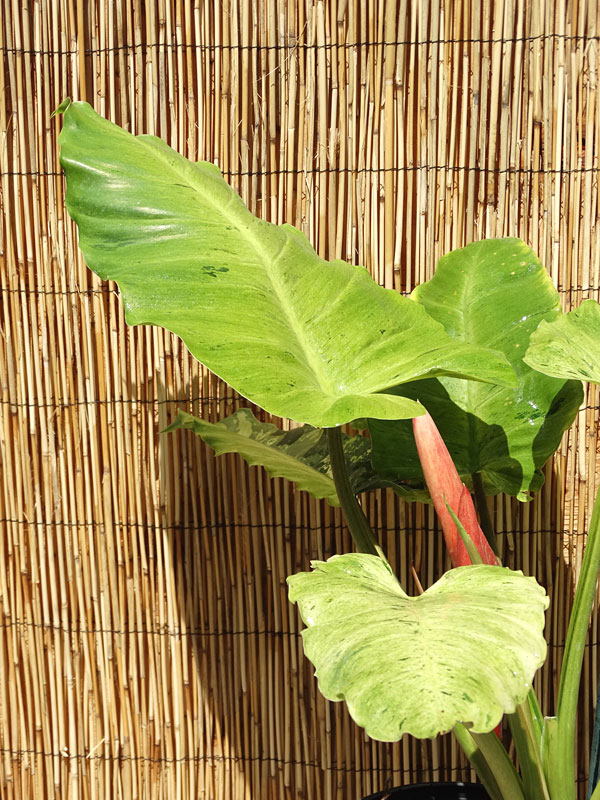 Philodendron Jungle Fever Plant - Image 4