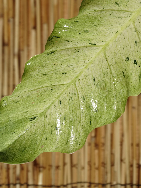 Philodendron Jungle Fever Plant - Image 5