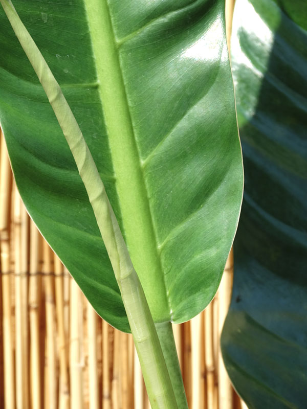 Philodendron Lanai Giant Plant - Image 3
