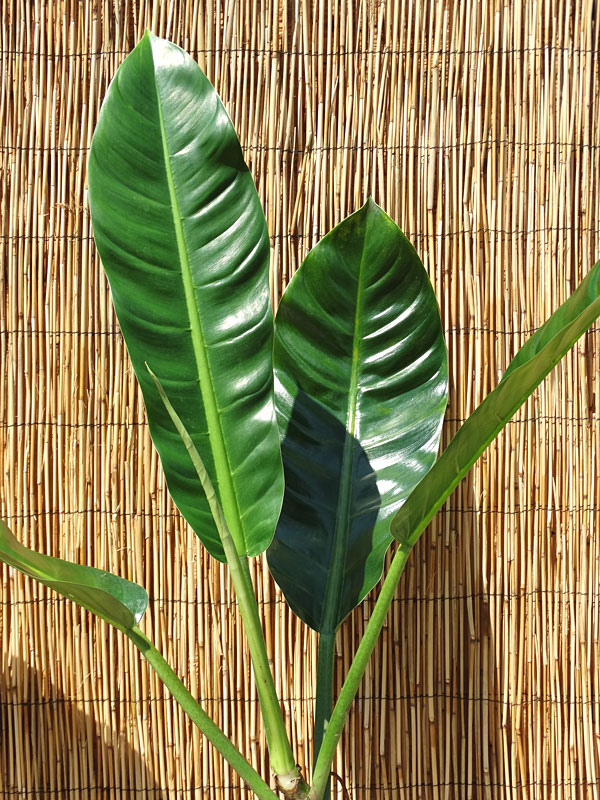 Philodendron Lanai Giant Plant - Image 4