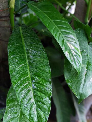 Philodendron Longilaminatum Plant