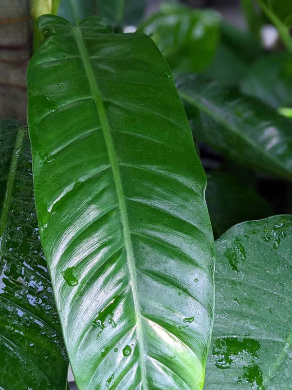 Philodendron Longilaminatum Plant - Image 2