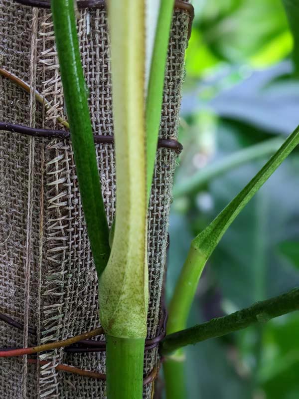 Philodendron Longilaminatum Plant - Image 3