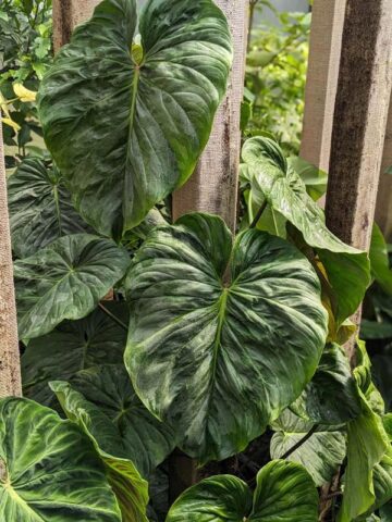 Philodendron Majestic Plant (verrucosum x sodiroi)