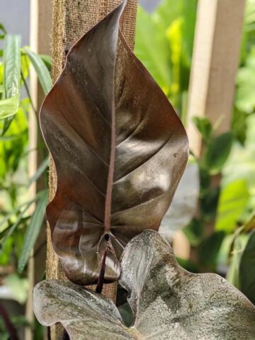 Philodendron Majesty Blood Leaf Plant