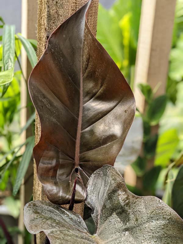 Philodendron Majesty Blood Leaf Plant