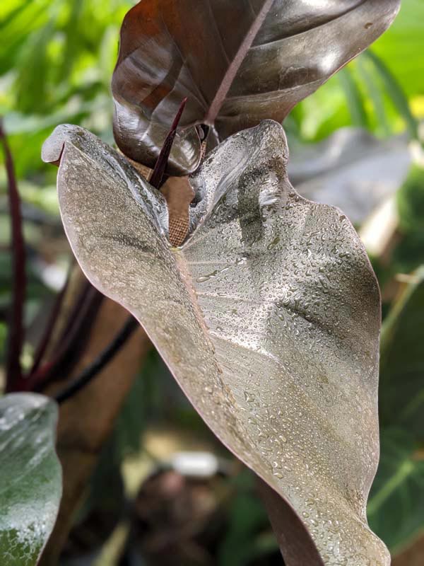 Philodendron Majesty Blood Leaf Plant - Image 2