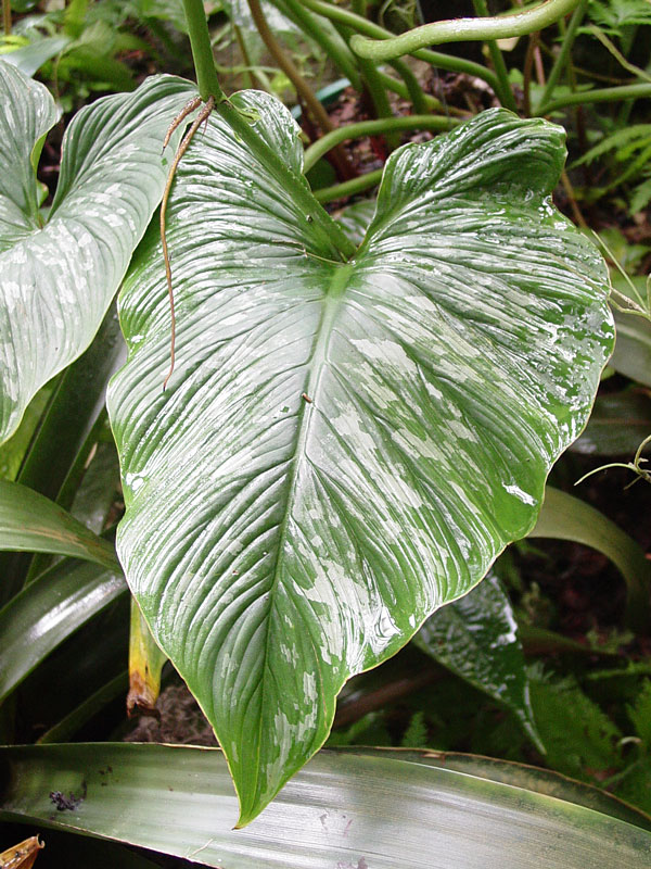 Philodendron Mamei Plant - Image 5