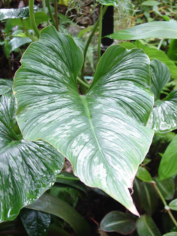 Philodendron Mamei Plant - Image 4