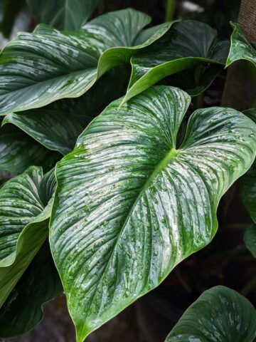 Philodendron Mamei Plant  UrbanTropicals