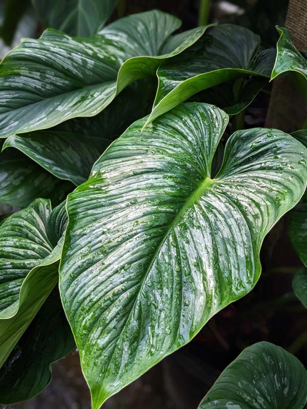 Philodendron Mamei Plant - Image 2