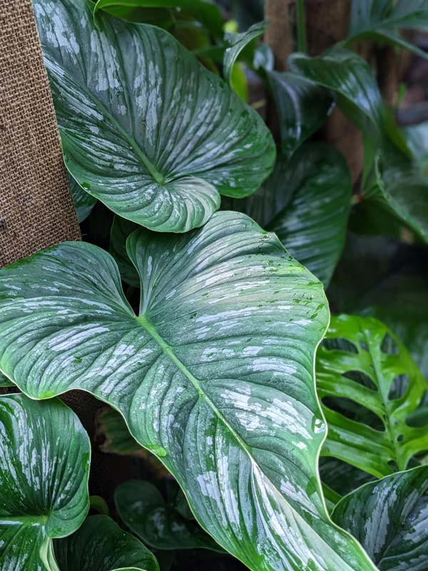 Philodendron Mamei Plant - Image 3