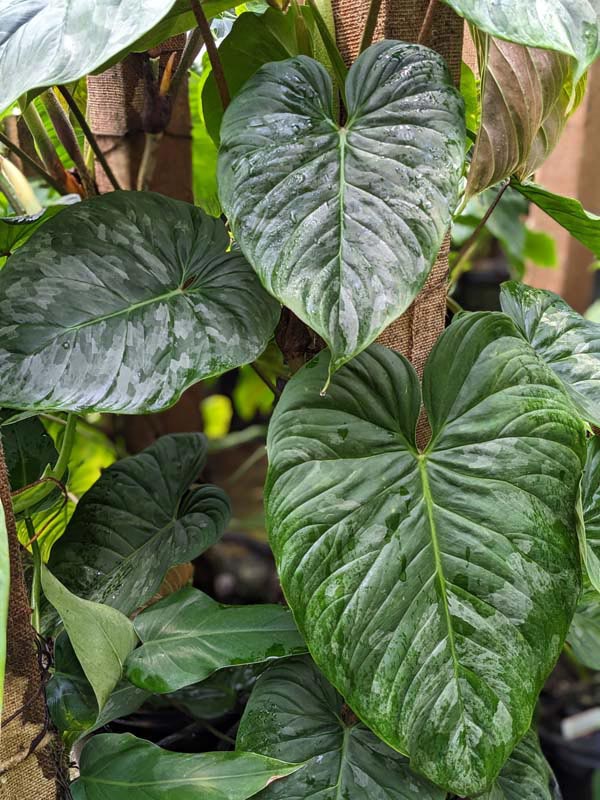 Philodendron Mamei Soderoi Plant