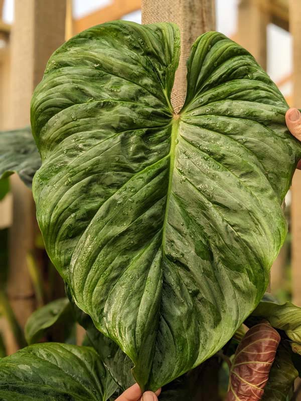 Philodendron Mamei Soderoi Plant - Image 2