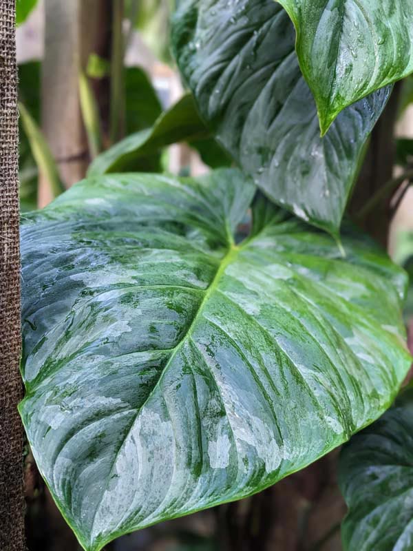 Philodendron Mamei Soderoi Plant - Image 6