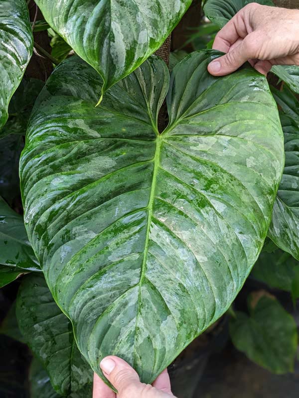 Philodendron Mamei Soderoi Plant - Image 3