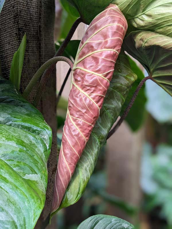 Philodendron Mamei Soderoi Plant - Image 4
