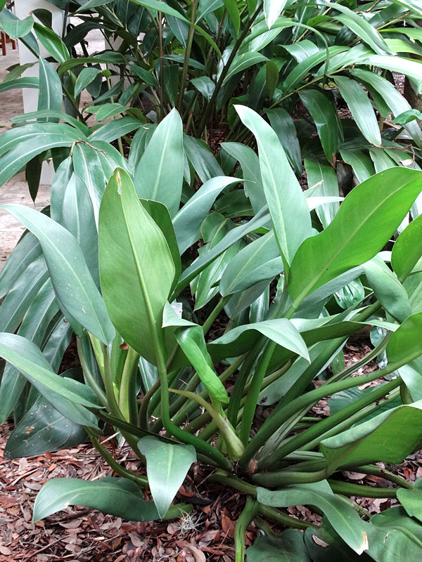 Lg. Philodendron Martianum Plant - Image 2