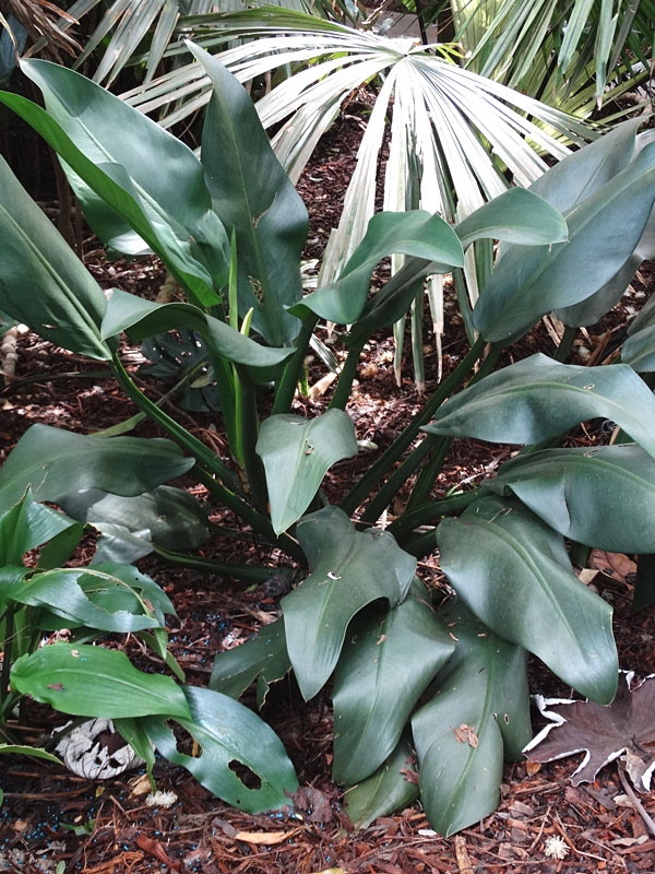 Lg. Philodendron Martianum Plant - Image 4