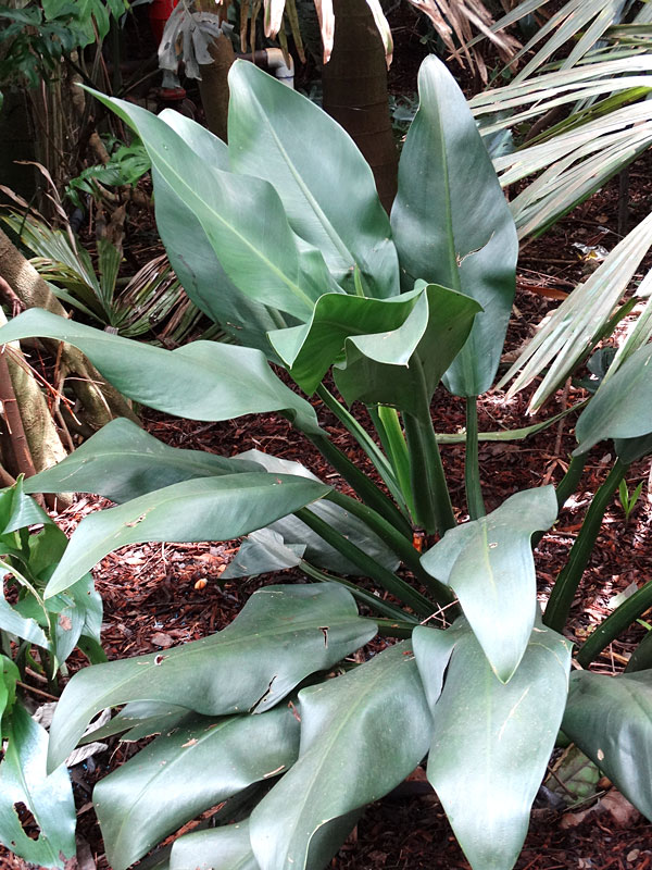 Lg. Philodendron Martianum Plant - Image 3