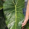 Philodendron Maximum Plant
