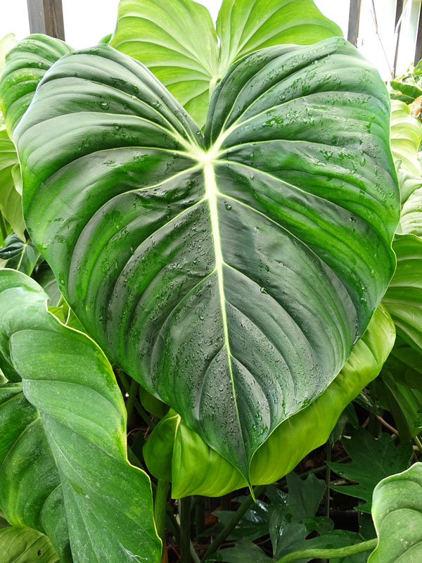 Lg. Philodendron McDowell Plant - Image 7