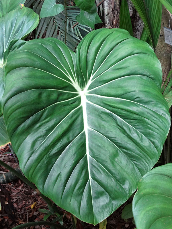Lg. Philodendron McDowell Plant - Image 8