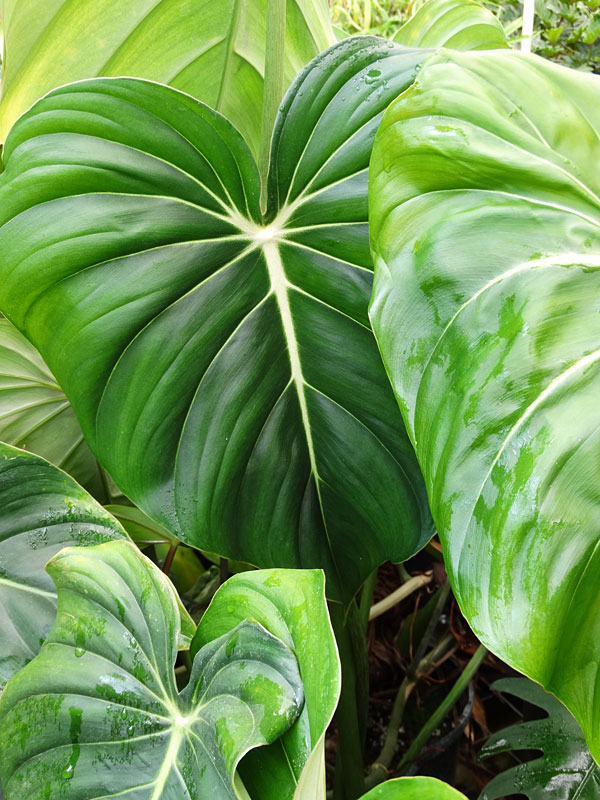 Lg. Philodendron McDowell Plant - Image 4