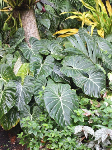 Lg. Philodendron McDowell Plant