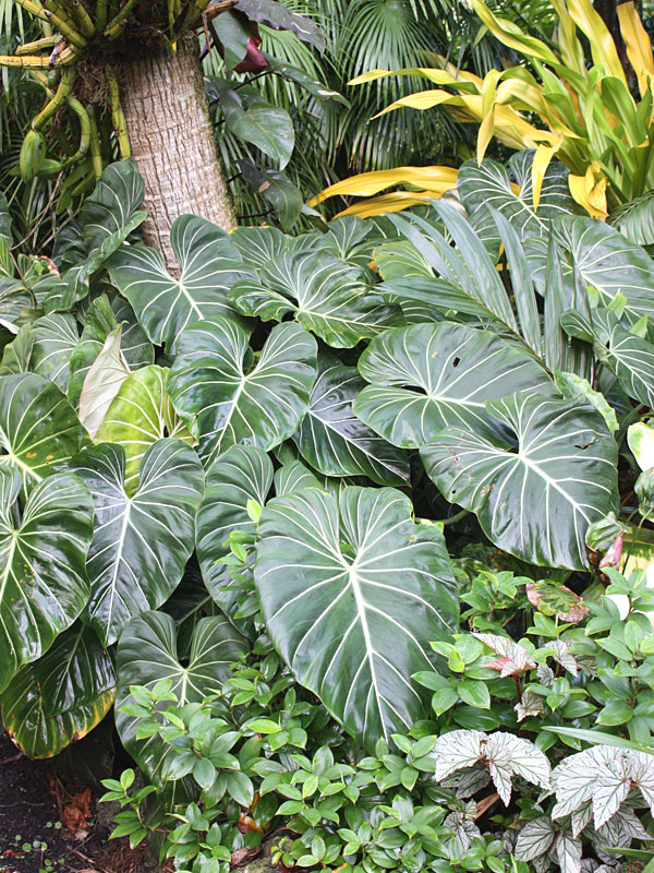 Lg. Philodendron McDowell Plant