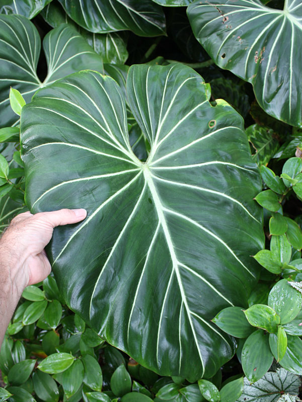 Lg. Philodendron McDowell Plant - Image 2